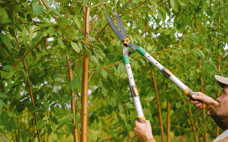 Tree trimming in Shageluk, AK